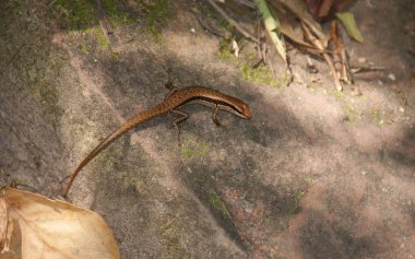 Vietnam Phu Quoc Ha On