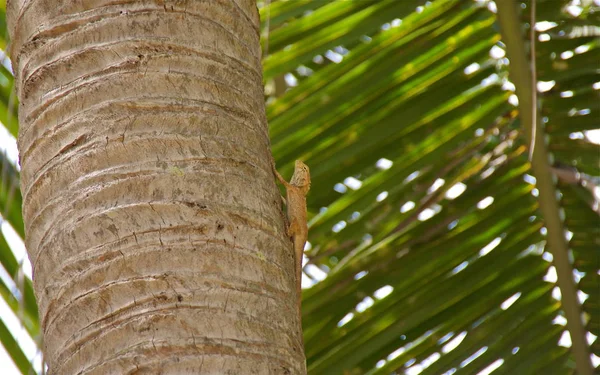 Vietnam Phu Quoc Ten — Stock Photo, Image