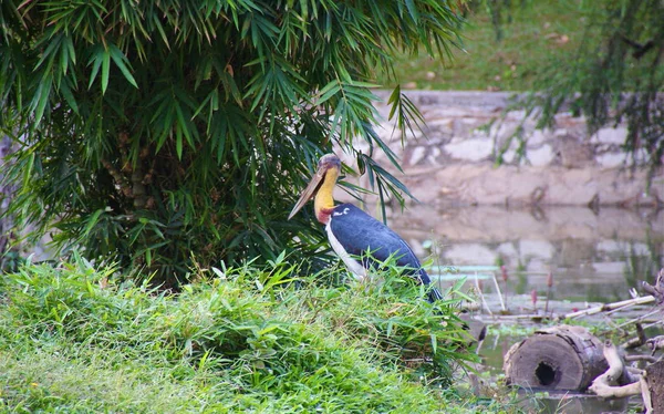 Vietnam Shi Min — Stockfoto