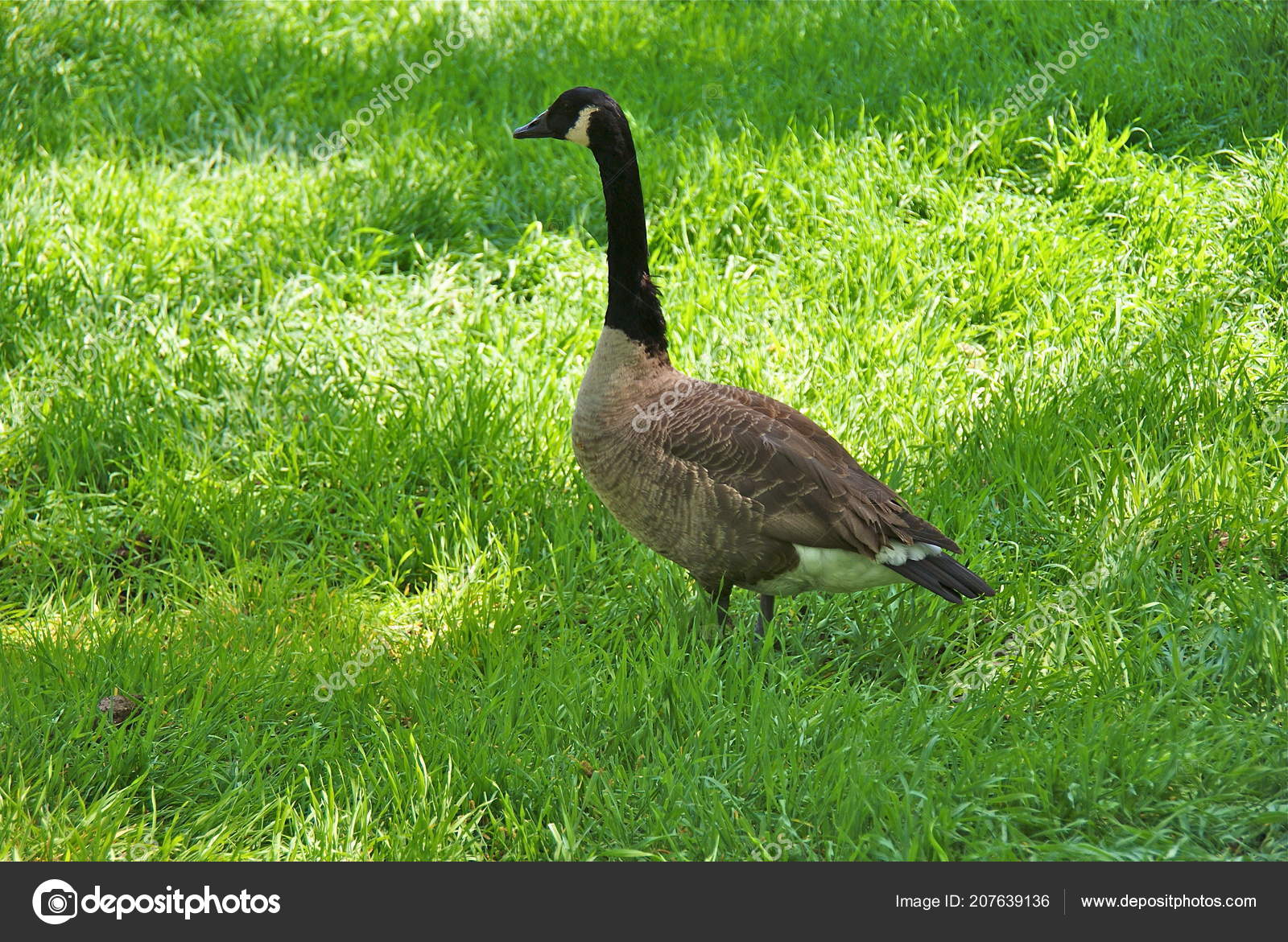 Ukraine Askania Nova Park Stock Photo Image By C Ukhtieiev