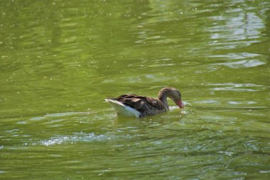Ukrayna Askania Nova park