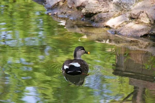 Ukrayna Askania Nova Park — Stok fotoğraf