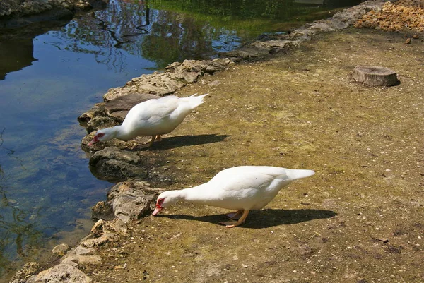 Ukrainischer Askania Nova Park — Stockfoto