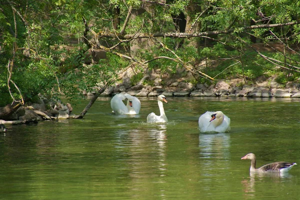 Ukraina Askania Nova Park — Stockfoto