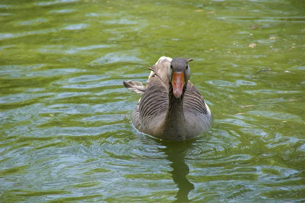 Ukrainischer Askania Nova Park — Stockfoto