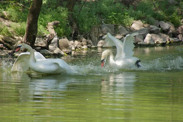 Ukraina Askania Nova Park — Stockfoto