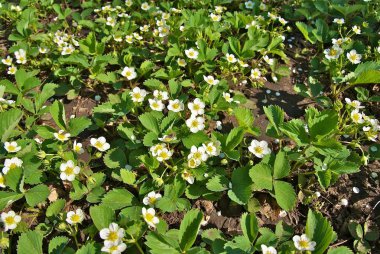 Ukrayna Kiev kış yaz