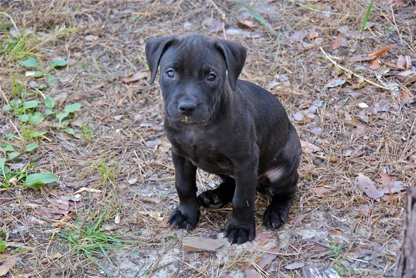 Ukraina Apbt Naturaleza Perros — Foto de Stock