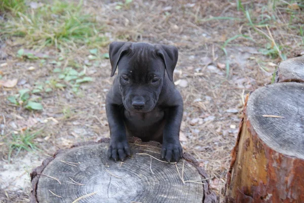 Ukraina Apbt Naturaleza Perros — Foto de Stock