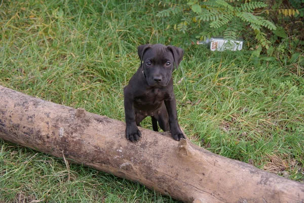 Ucranina Apbt Cães Natureza — Fotografia de Stock