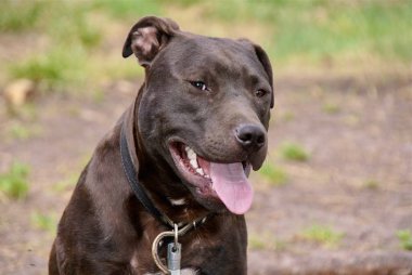 Ukrayna Apbt doğa köpekler