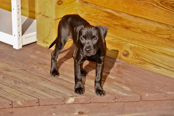 Ucranina Apbt Cães Natureza — Fotografia de Stock