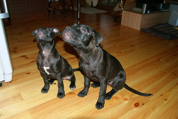 Ukraina Apbt Nature Dogs — Stock Photo, Image