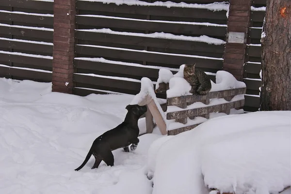 Ukraina Apbt Nature Dogs — Stock Photo, Image