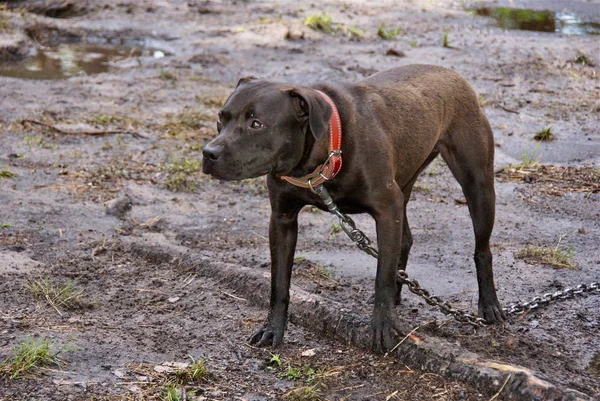 Ukraina Apbt Nature Dogs — Stock Photo, Image