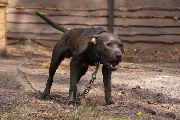 Ukraina Apbt Naturaleza Perros — Foto de Stock