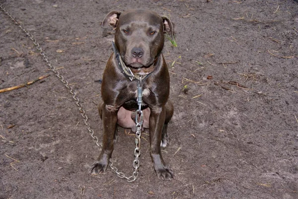 Ukraina Apbt Natuur Honden — Stockfoto