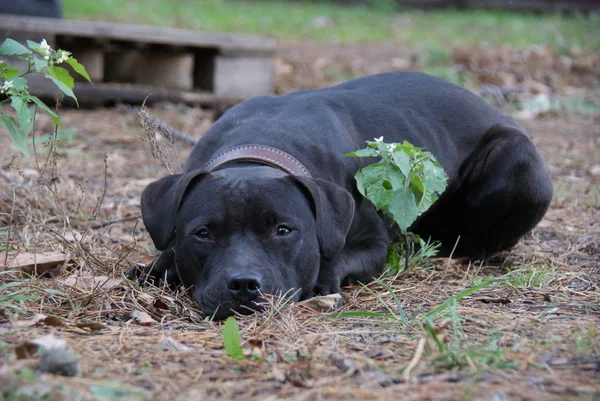 Ukraina Apbt Naturaleza Perros — Foto de Stock