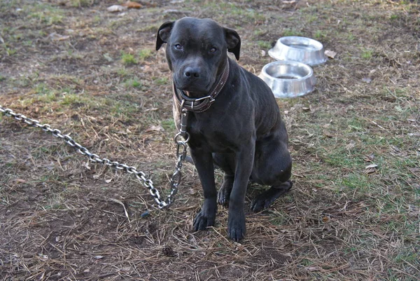 Україна Apbt Природи Собак — стокове фото