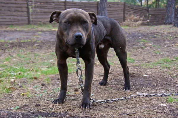 Ukraina Apbt Natur Hundar — Stockfoto