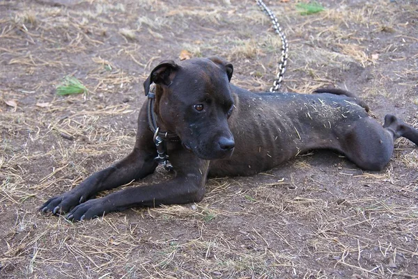 Ukraina Apbt Natur Hunde — Stockfoto