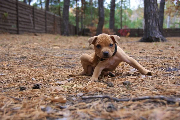 Ukraina Apbt Natur Hunde — Stockfoto