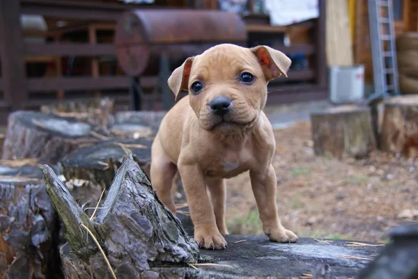 Ukraina Apbt Natur Hunde — Stockfoto