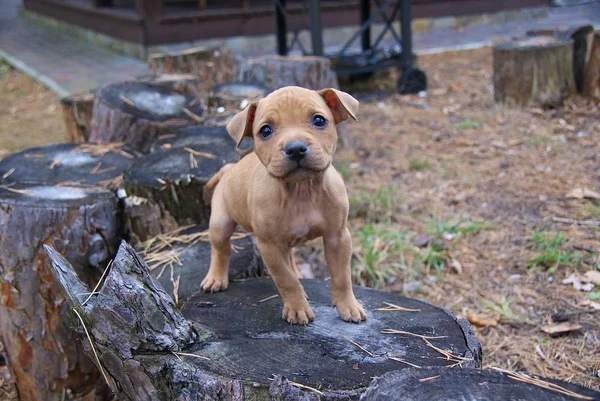 Ukraina Apbt Natur Hunde — Stockfoto