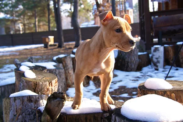 Ukraina Apbt Naturaleza Perros — Foto de Stock