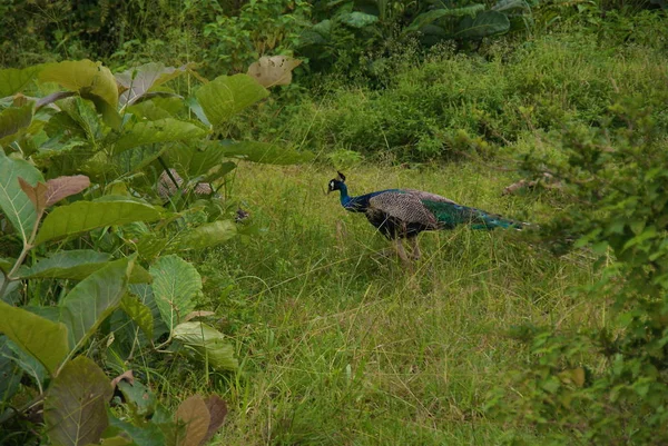 Sri Lanka Island Tour — Stock Photo, Image