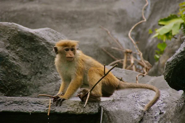 Tour Isla Sri Lanka — Foto de Stock