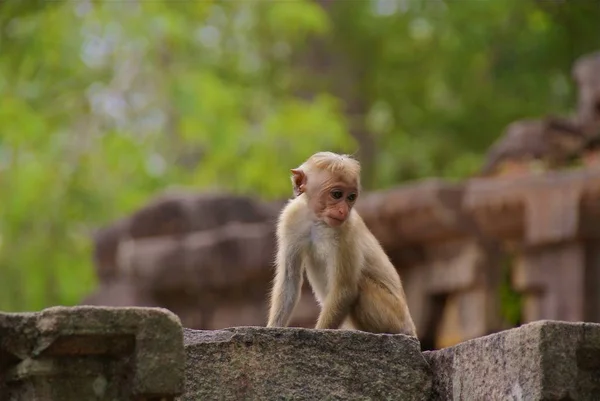 Sri Lanka Eiland Tour — Stockfoto