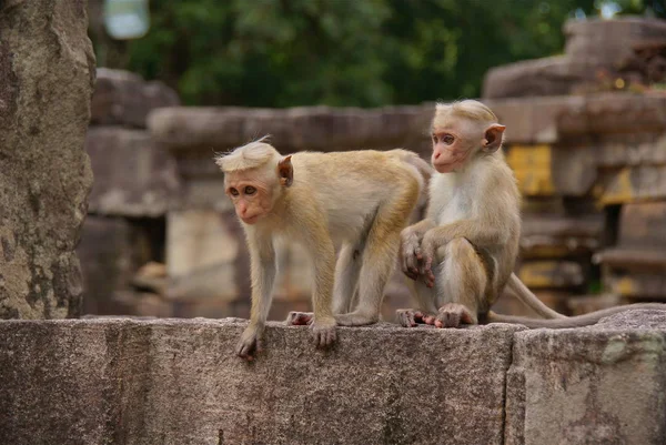 Sri Lanka Eiland Tour — Stockfoto