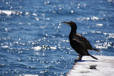Ukrayna Kırım fridom ev
