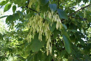 Ukrayna 2010 Kiev versite