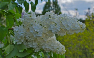 Ukrayna 2010 Kiev versite