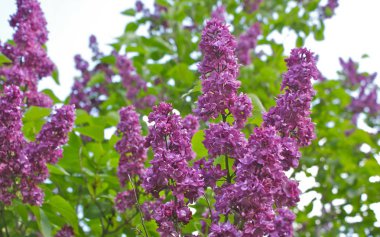 Ukrayna 2010 Kiev versite