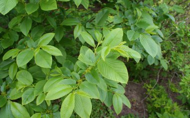 Ukrayna 2010 Kiev versite