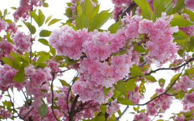 Ukrayna 2010 Kiev versite