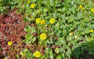 Ukrayna 2010 Kiev versite