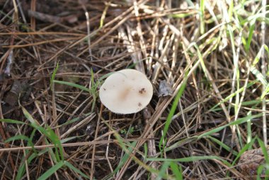 Ukrayna 2009 Kakhovka versite