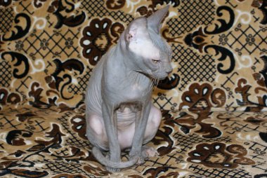 Ukrayna 2009 Kakhovka versite