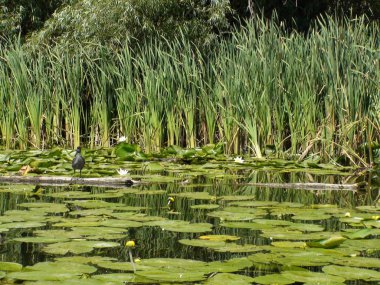 Ukrayna 2009 Kherson alan