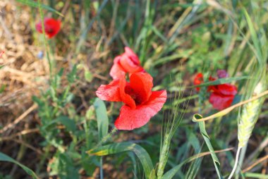 Ukrayna 2010 Krynki Khesson