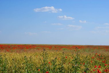 Ukrayna 2010 Krynki Khesson