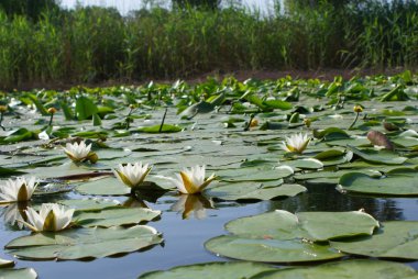 Ukrayna 2010 Krynki Khesson