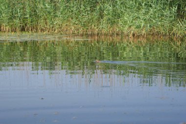 Ukrayna 2010 Krynki Khesson