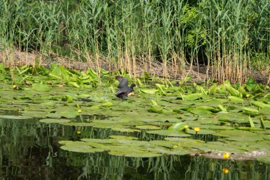 Ukrayna 2010 Krynki Khesson