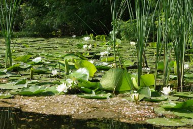 Ukrayna 2010 Krynki Khesson