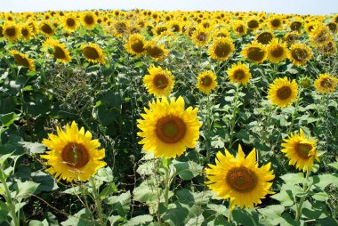 Ukrayna 2010 Donetck versite